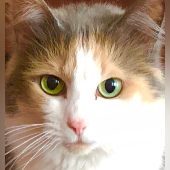 Posh Show Alert | LIKE listing for Show Notifications ❤️ 1 am CST - Picture 8 of 8